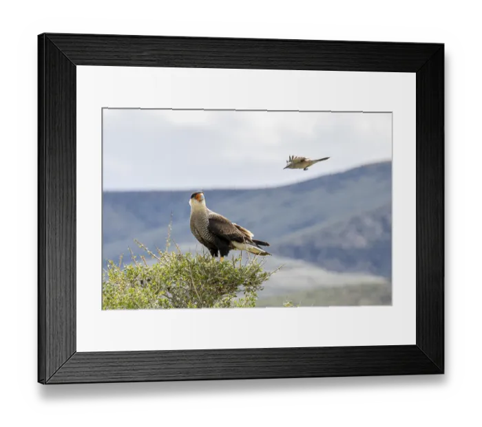 Framed Print : Crested caracara (Caracara plancus) Framed Print : Crested caracara (Caracara plancus)