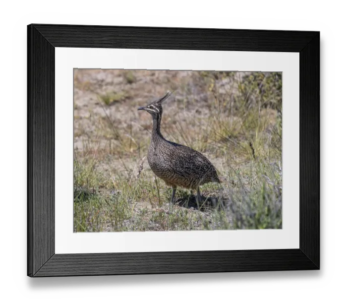 Framed Print : Elegant crested tinamou (Eudromia elegans)