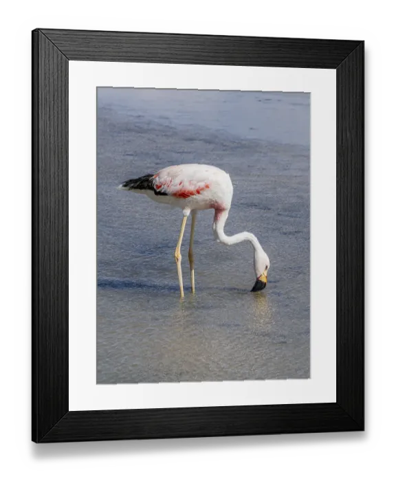 Framed Print : Chilean flamingo (Phoenicopterus chilensis) Framed Print : Chilean flamingo (Phoenicopterus chilensis)