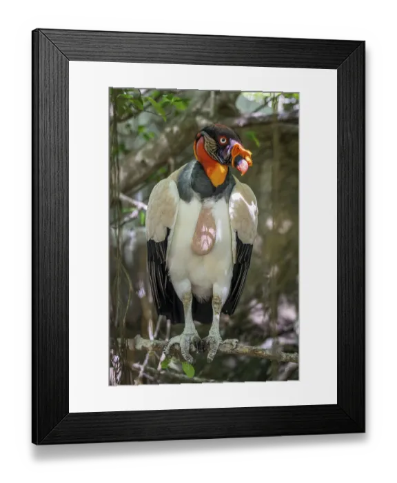Framed Print : King vulture (Sarcoramphus papa)