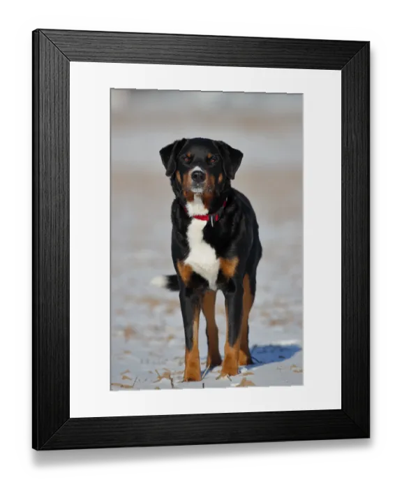 Framed Print : Appenzeller Mountain Dog (Canis lupus familiaris) Framed Print : Appenzeller Mountain Dog (Canis lupus familiaris)