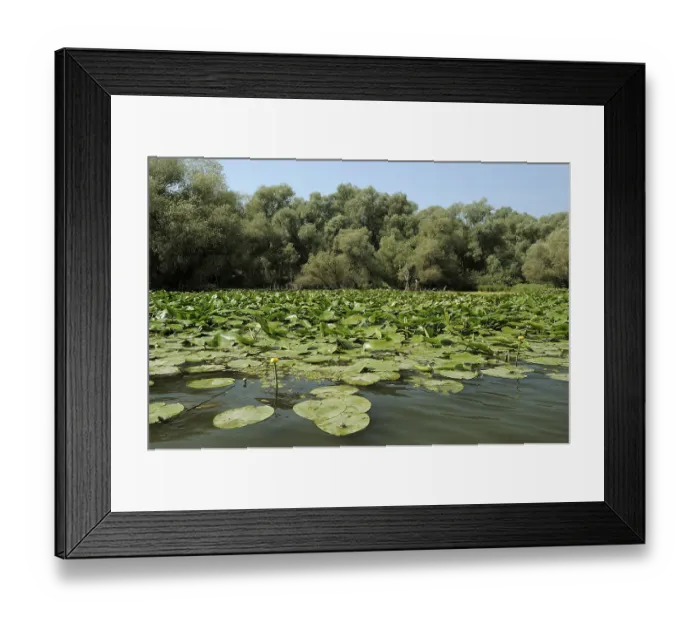 Framed Print : Yellow water-lilies (Nuphar lutea) Framed Print : Yellow water-lilies (Nuphar lutea)