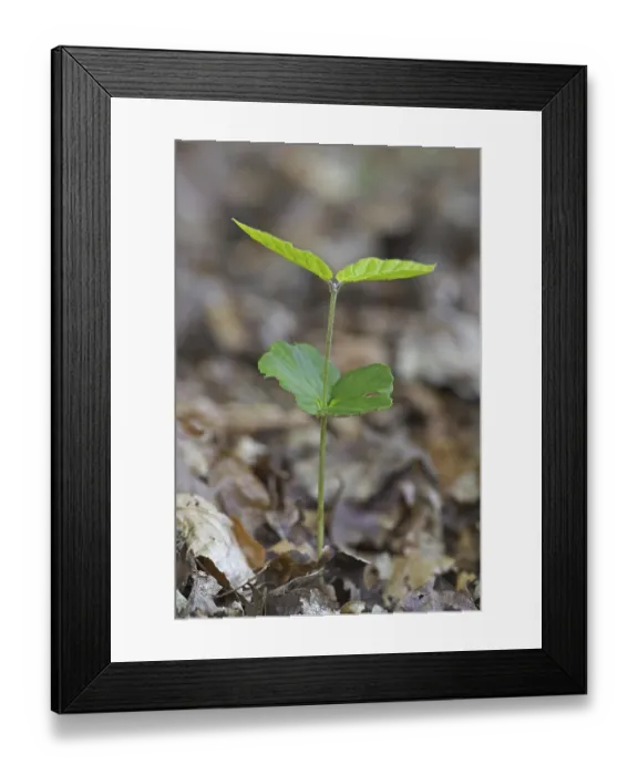 Framed Print : European beech (Fagus sylvatica)