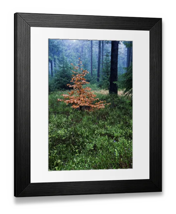 Framed Print : Coniferous forest near Masserberg Framed Print : Coniferous forest near Masserberg
