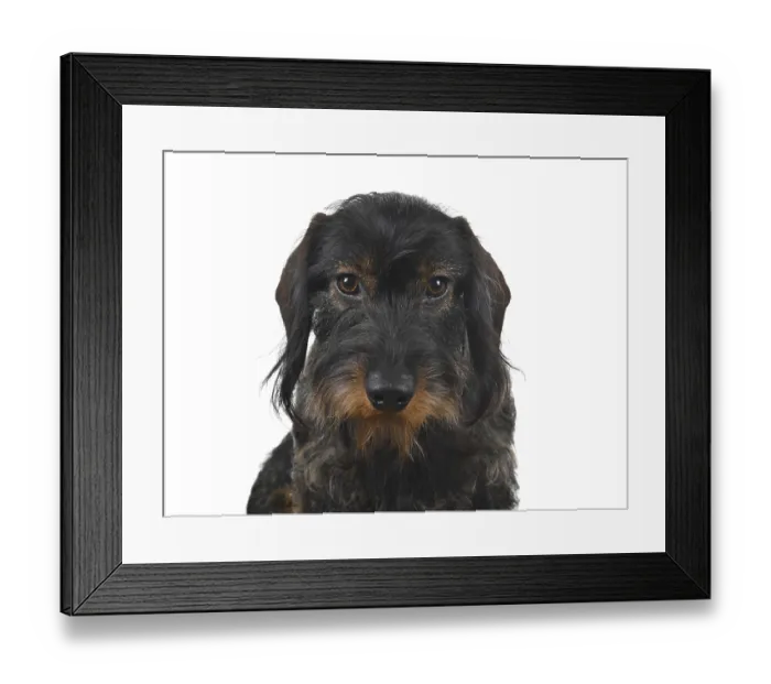 Framed Print : Wire-haired dachshund (Canis lupus familiaris) puppy