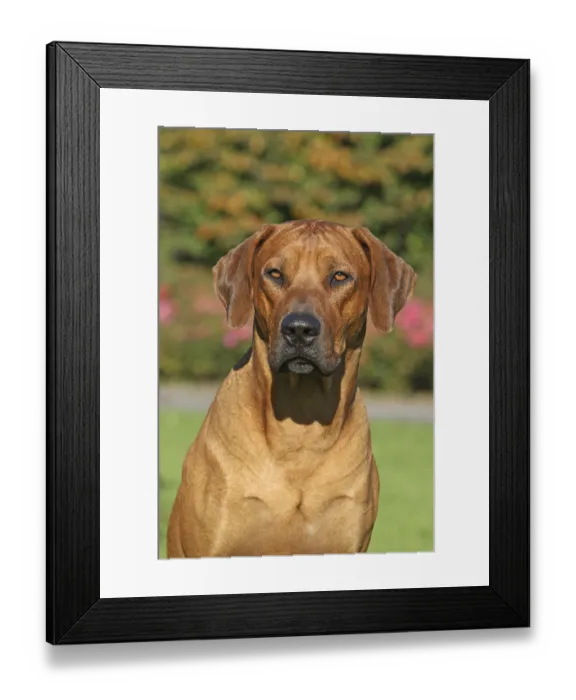 Framed Print : Rhodesian Ridgeback portrait Framed Print : Rhodesian Ridgeback portrait