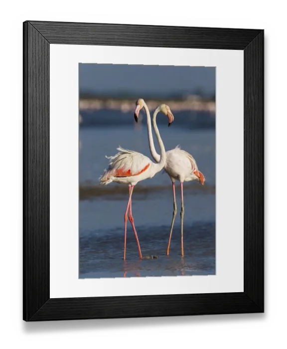 Framed Print : European Flamingo (Phoenicopterus roseus)