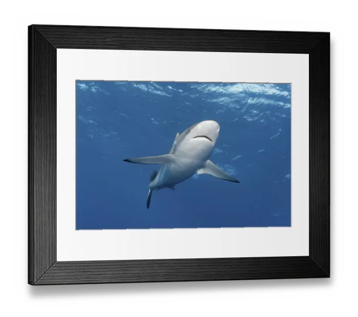 Framed Print : Silky shark (Carcharhinus falciformis) swimming in open water