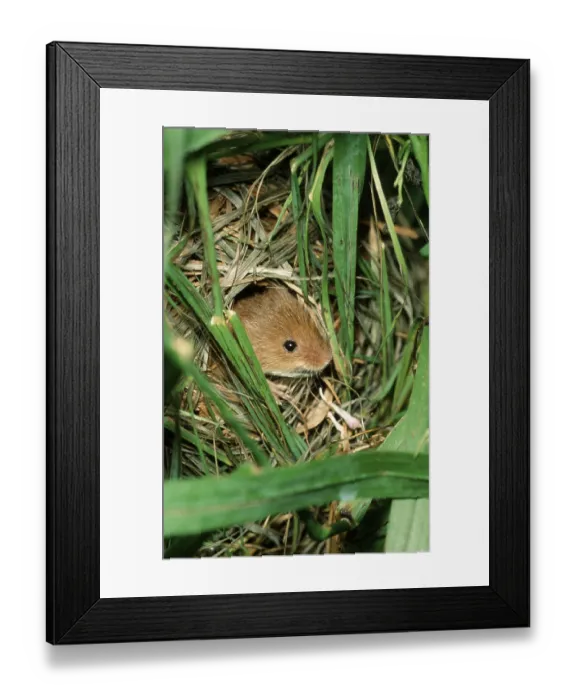 Framed Print : Old World eurasian harvest mouse (Micromys minutus)