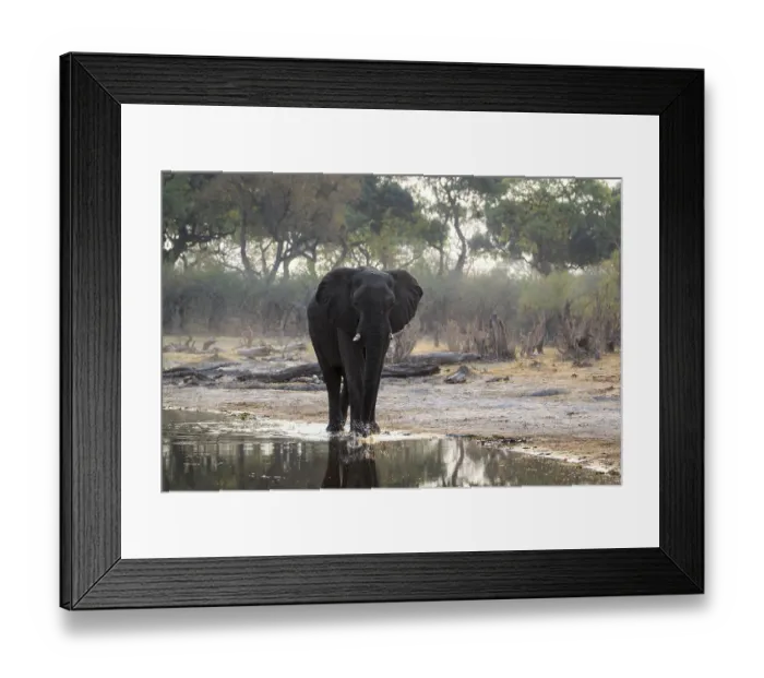 Framed Print : Elephant bull (Loxodenta africana) walks along the river edge