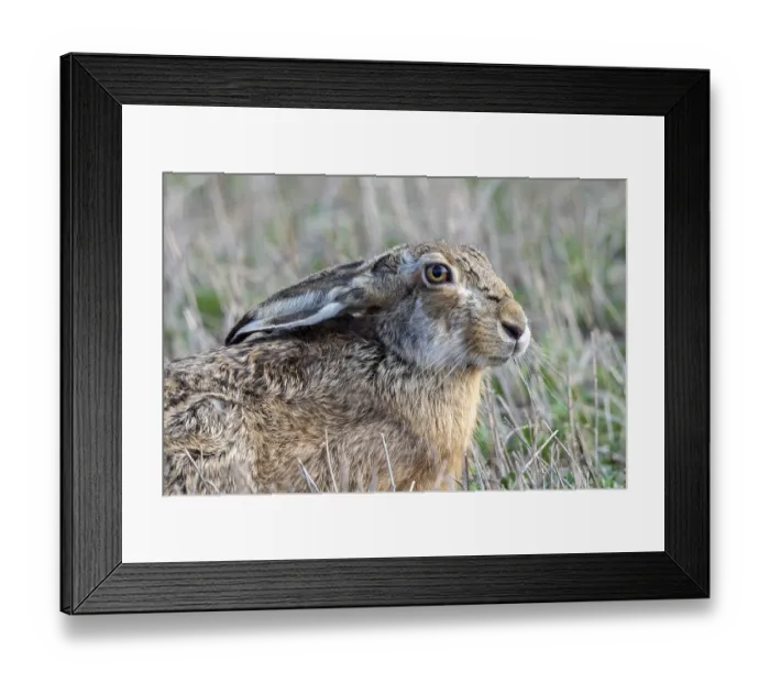 Framed Print : European hare (Lepus europaeus) Framed Print : European hare (Lepus europaeus)