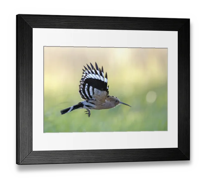 Framed Print : Hoopoe (Upupa epops) flying, Bird of the Year 2022