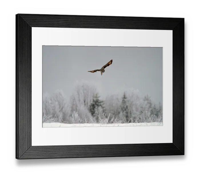 Framed Print : Great grey owl (Strix nebulosa) Framed Print : Great grey owl (Strix nebulosa)