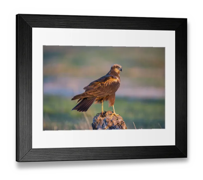 Framed Print : Western marsh-harrier (Circus aeruginosus) Framed Print : Western marsh-harrier (Circus aeruginosus)