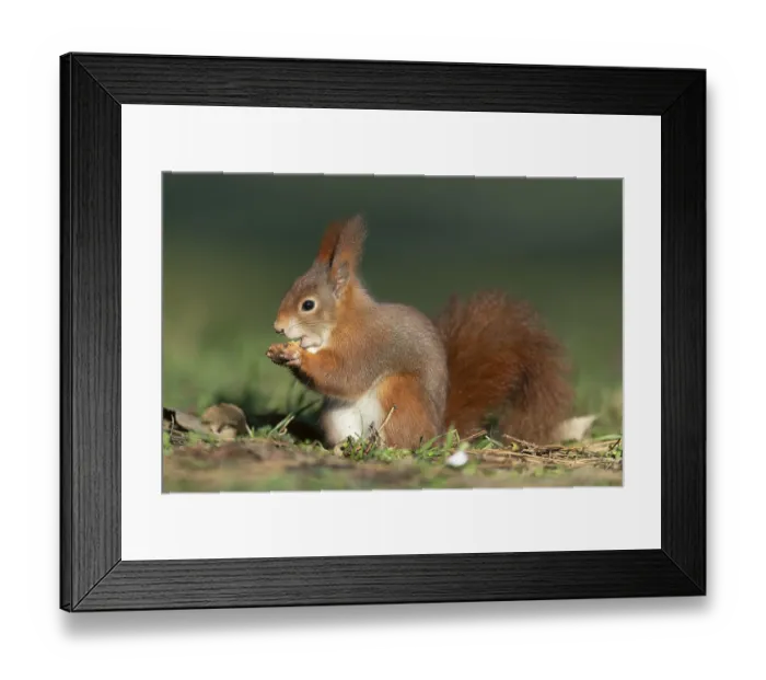 Framed Print : Eurasian red squirrel (Sciurus vulgaris) during foraging