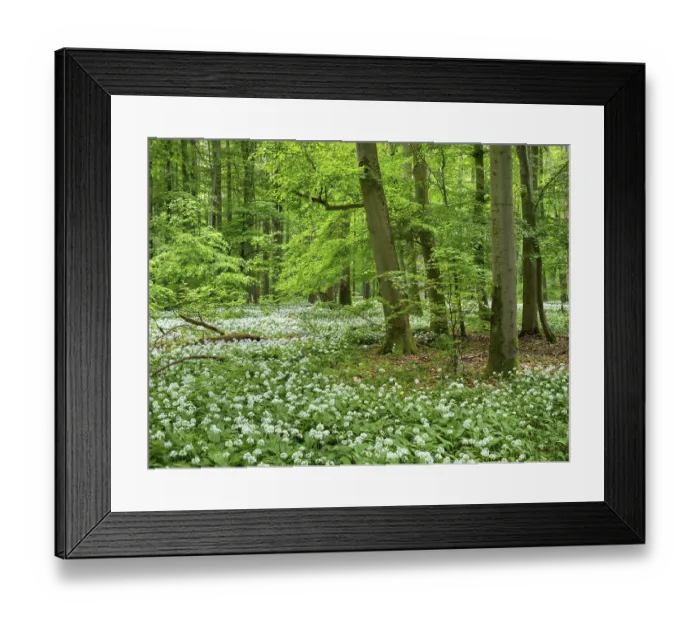 Framed Print : Ramson (Allium ursinum) in the beech forest