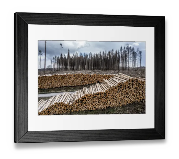 Framed Print : Cleared forest in the Arnsberg Forest near Warstein-Sichtigvor Framed Print : Cleared forest in the Arnsberg Forest near Warstein-Sichtigvor