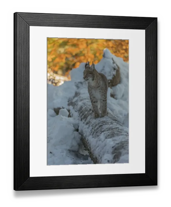 Framed Print : One young male Eurasian lynx, (Lynx lynx)