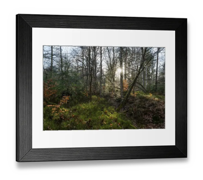 Framed Print : Mixed deciduous forest backlit with sun star Framed Print : Mixed deciduous forest backlit with sun star