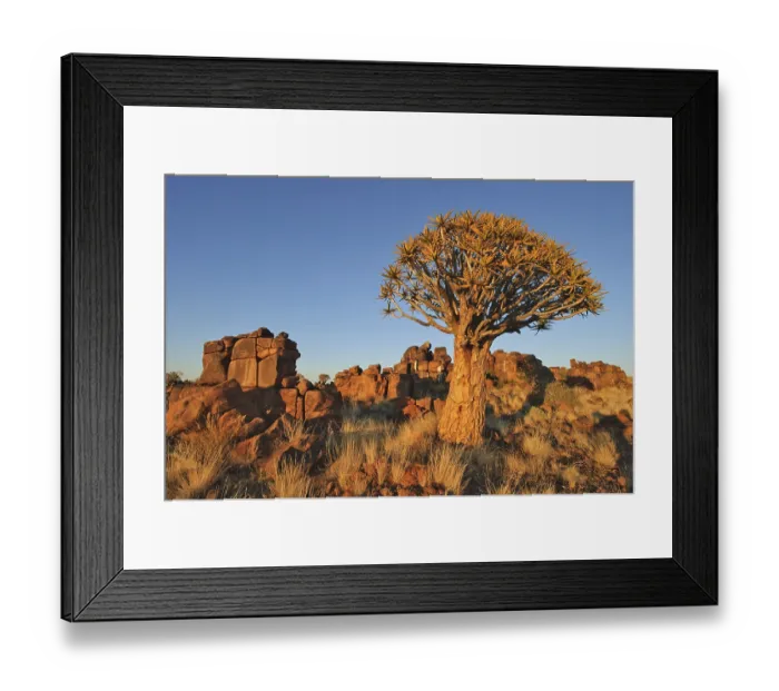 Framed Print : Quiver Tree (Aloe dichotoma) after sunset in the Quiver Tree forest at the Garas Camp Framed Print : Quiver Tree (Aloe dichotoma) after sunset in the Quiver Tree forest at the Garas Camp