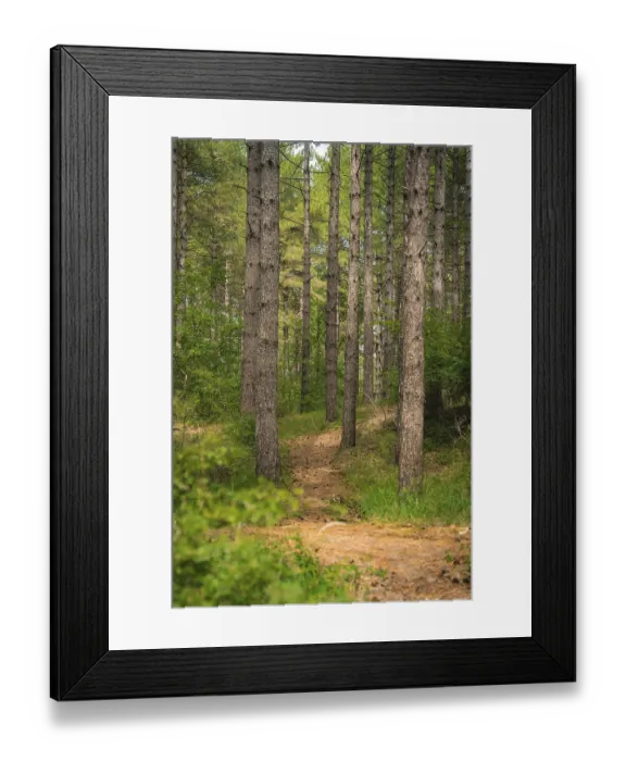 Framed Print : Small path through the pine forest in Kennemerland National Park Framed Print : Small path through the pine forest in Kennemerland National Park