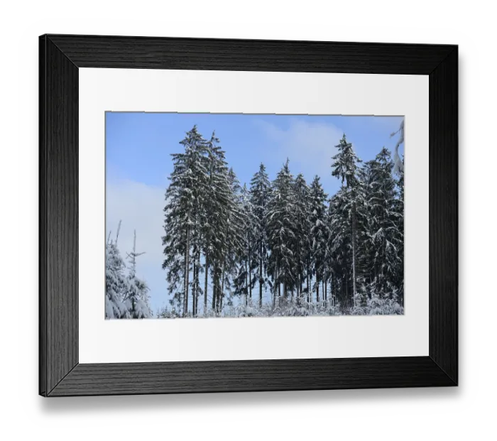 Framed Print : Tall trees covered in snow stand against a clear blue sky in a calm winter forest Framed Print : Tall trees covered in snow stand against a clear blue sky in a calm winter forest