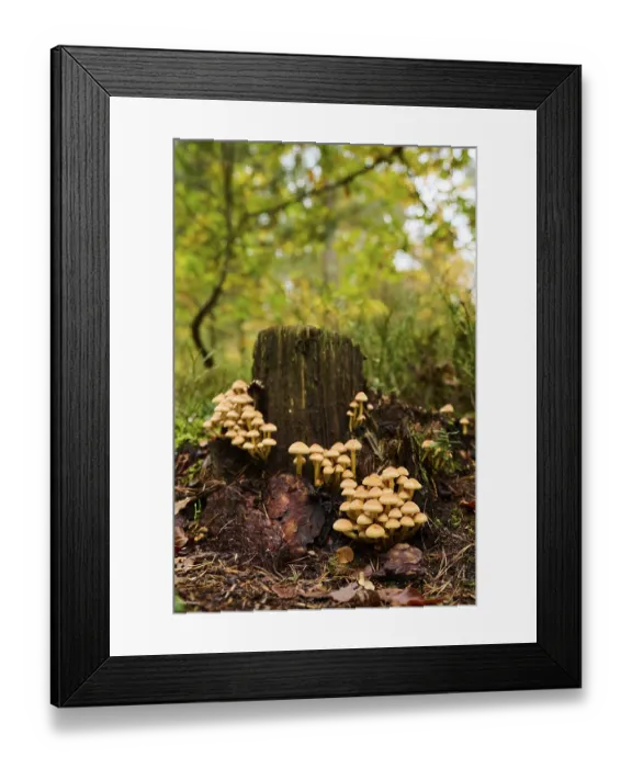 Framed Print : Sulphur tuft (Hypholoma fasciculare) mushrooms on an old tree trunk in a forest Framed Print : Sulphur tuft (Hypholoma fasciculare) mushrooms on an old tree trunk in a forest
