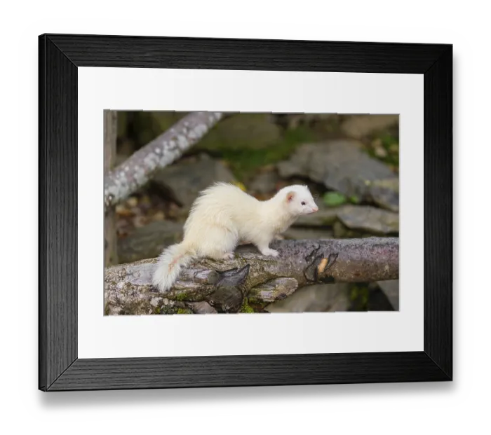 Framed Print : A female ferret (Mustela putorius furo) stands on a dead branch lying on the ground