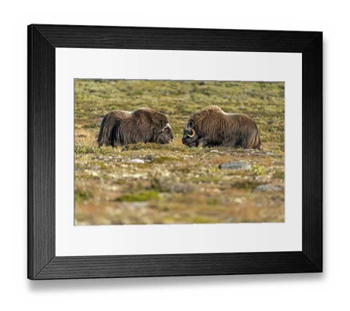 Framed Print : Two musk oxen (Ovibos moschatus)