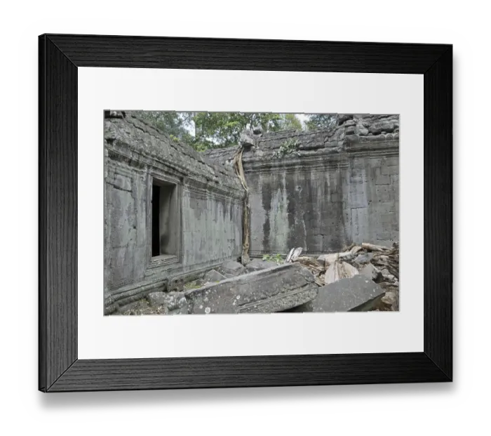 Framed Print : Tetrameles tree (Tetrameles nudiflora)