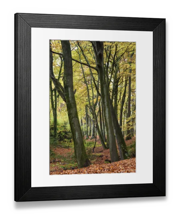 Framed Print : Beech forest in autumn, Bottrop