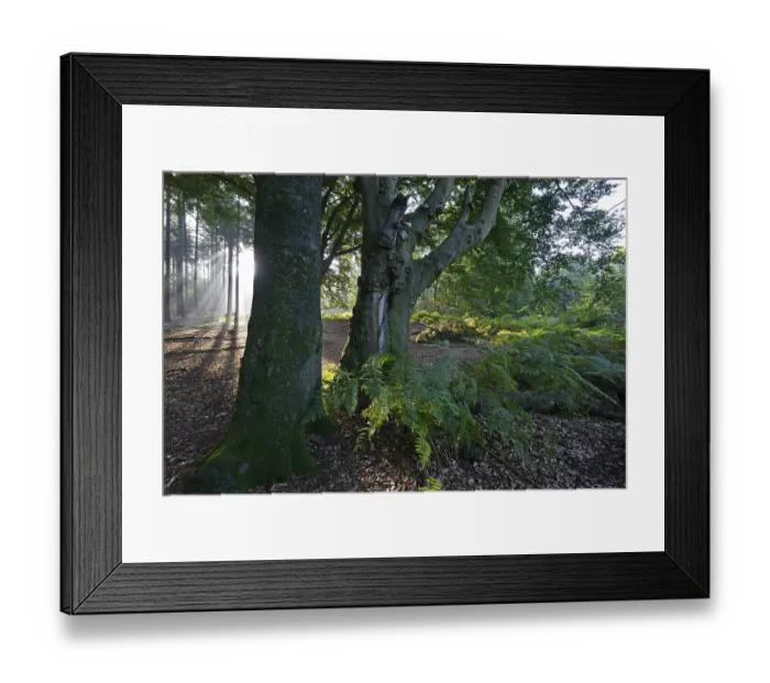 Framed Print : Sun rays in a forest, Beech (Fagus sylvatica)