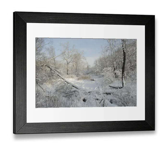 Framed Print : Winter landscape, Danube wetlands