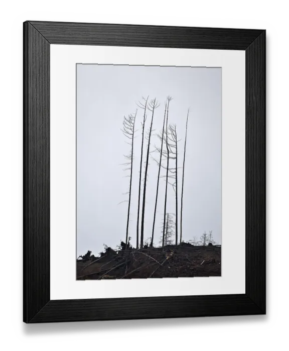 Framed Print : Dead trees on the slope, forest dieback