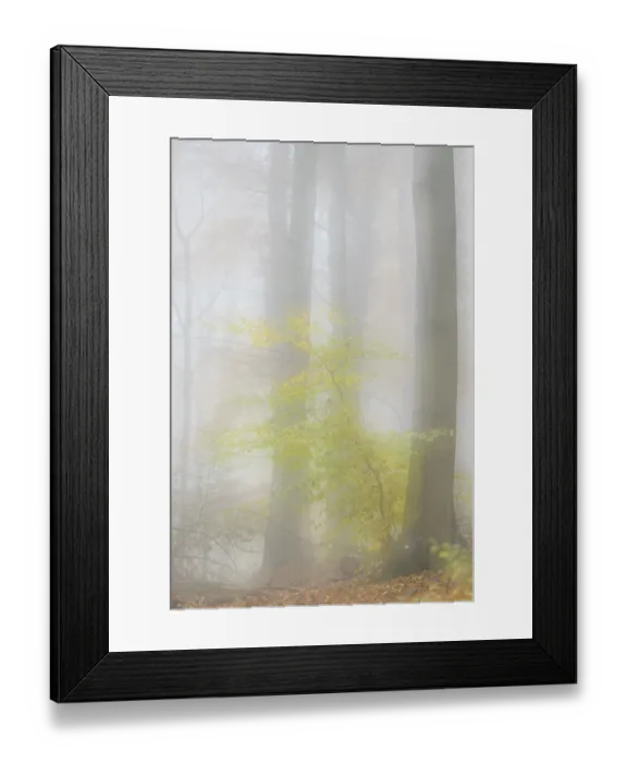 Framed Print : Autumnal forest, Siebengebirge Framed Print : Autumnal forest, Siebengebirge
