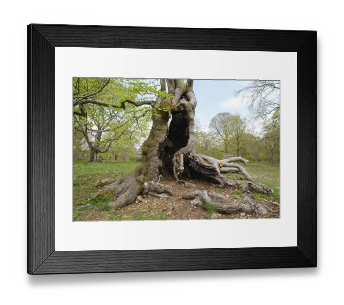 Framed Print : Knotty beech (Fagus), Hutewald Halloh Framed Print : Knotty beech (Fagus), Hutewald Halloh