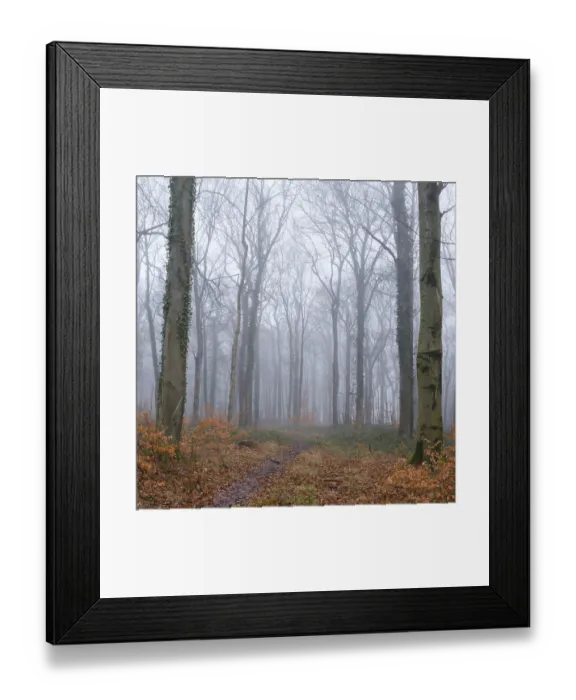 Framed Print : Path through the deciduous forest in the fog