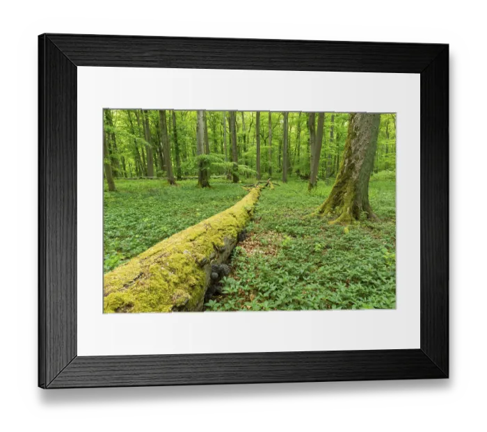 Framed Print : Dead moss-covered Common beech (Fagus sylvatica) Framed Print : Dead moss-covered Common beech (Fagus sylvatica)