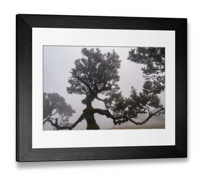 Framed Print : Old laurel forest, stinking laurel Framed Print : Old laurel forest, stinking laurel