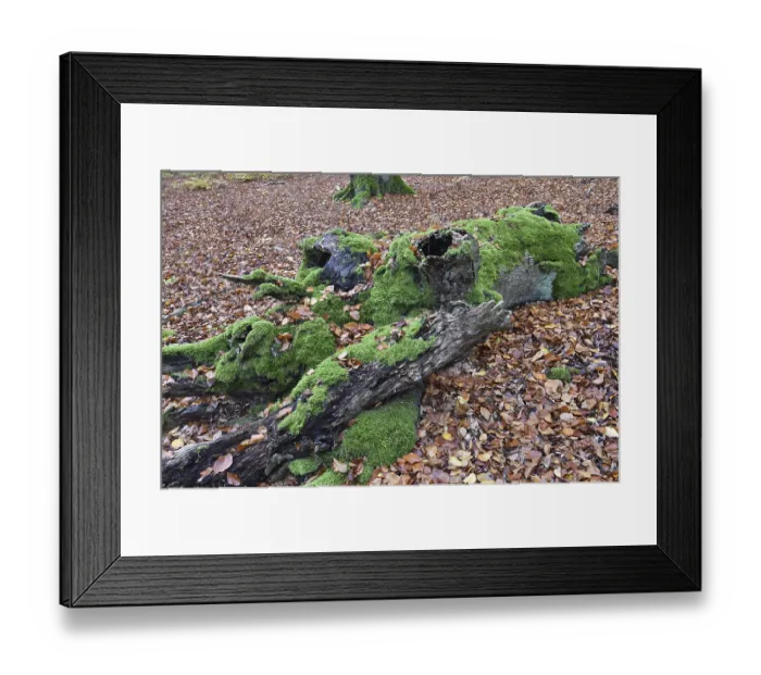 Framed Print : Old beech in the Hutewald Halloh near Alberthausen Framed Print : Old beech in the Hutewald Halloh near Alberthausen