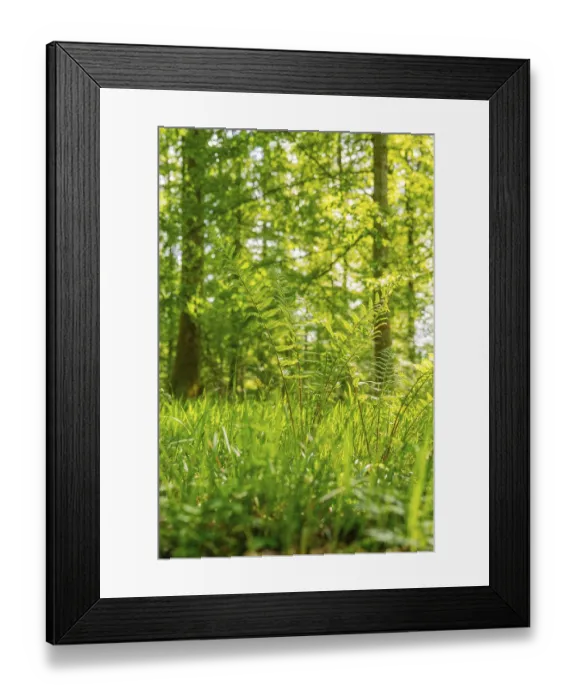 Framed Print : Ferns and sunlight penetrate dense forest in green light