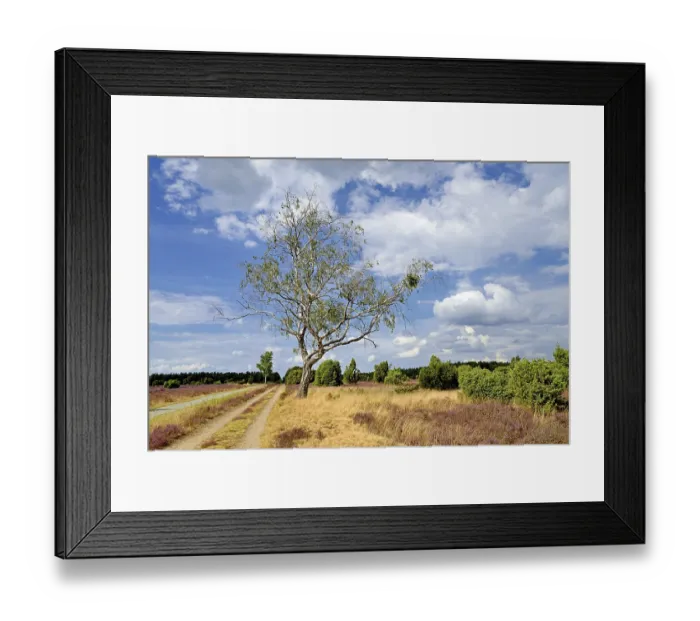 Framed Print : Heathland, juniper forest Schmarbeck Framed Print : Heathland, juniper forest Schmarbeck