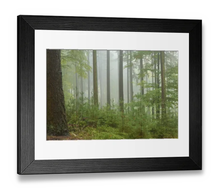 Framed Print : Forest, coniferous forest, fog Framed Print : Forest, coniferous forest, fog