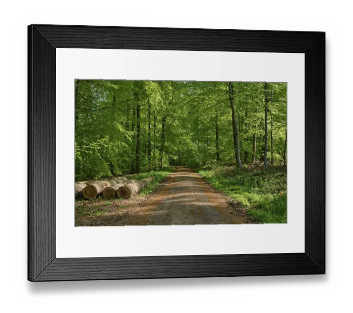 Framed Print : Path, forest, beech, longwood, spring Framed Print : Path, forest, beech, longwood, spring