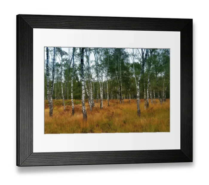 Framed Print : Warty birch (Betula pendula) with grass and fern Framed Print : Warty birch (Betula pendula) with grass and fern