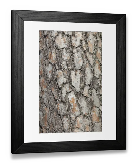 Framed Print : Bark of the pine (Pinus), Scots pine sylvestris Framed Print : Bark of the pine (Pinus), Scots pine sylvestris