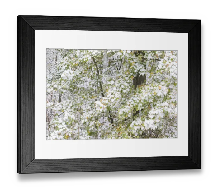 Framed Print : Earlier onset of winter, maple (Acer sp)