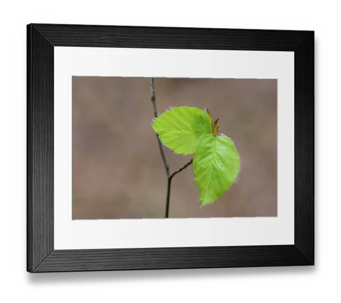Framed Print : Leaf of a beech (Fagus sylvatica) sprouts from a bud