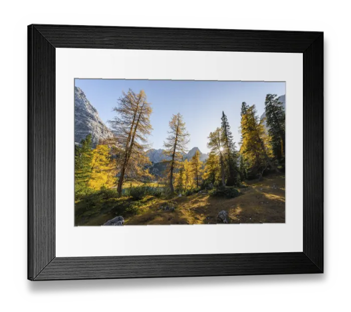 Framed Print : Autumn colouring, yellow larches at Seebensee