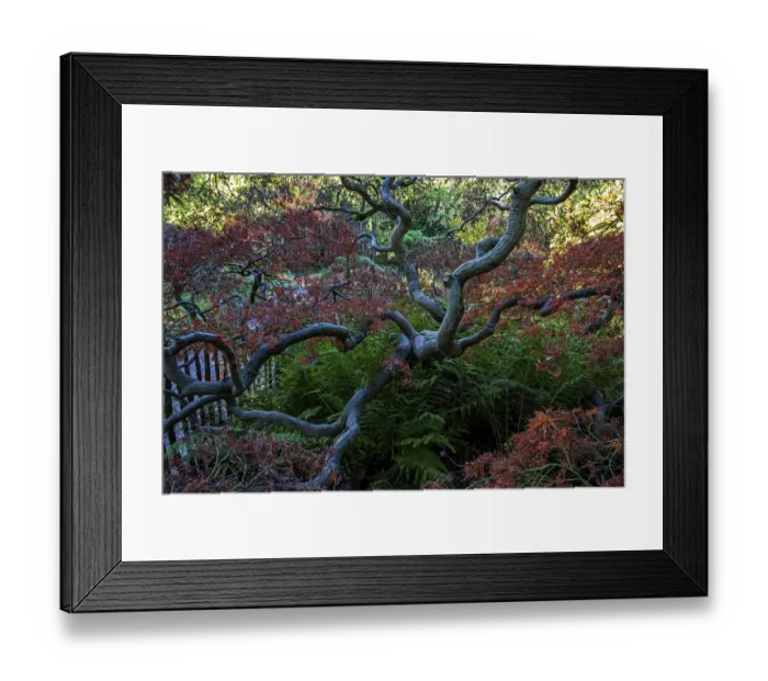 Framed Print : Fan maple (Acer palmatum), autumn colours